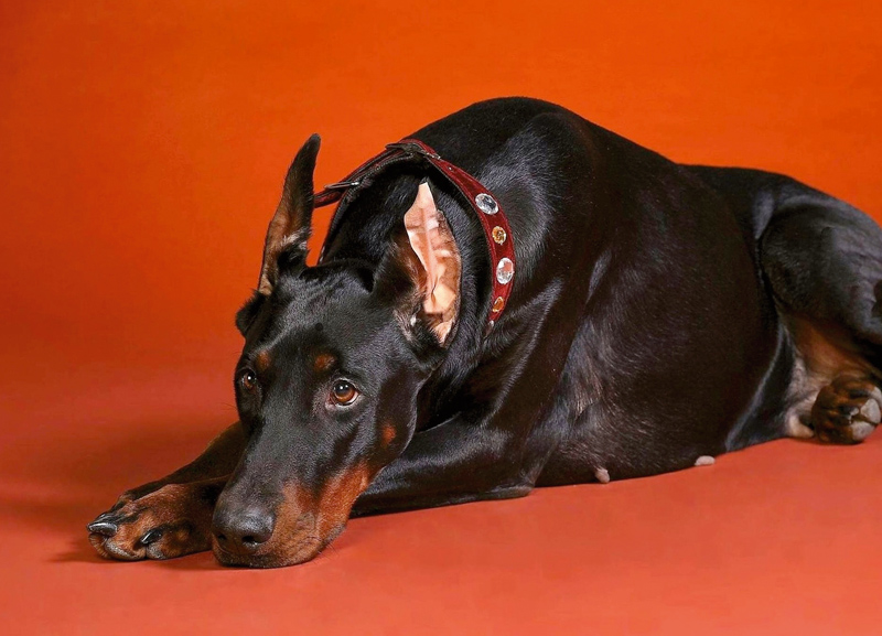 doberman_72dpi_800pix